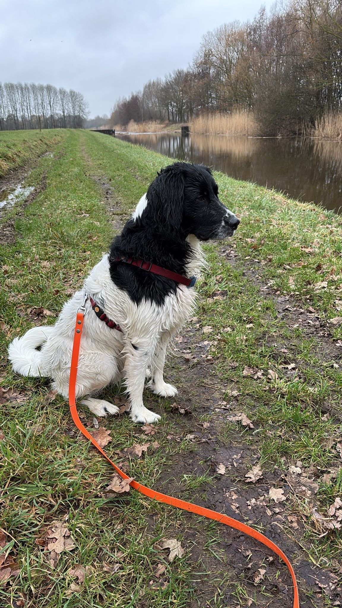 Boris - Gezinslid Nummer 7 🐕 - foto 1